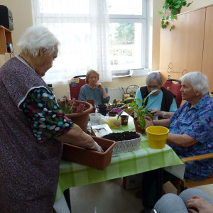 Jarní přesazování květin